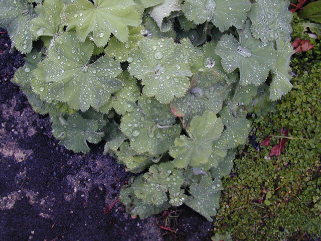 Alchemilla mollis